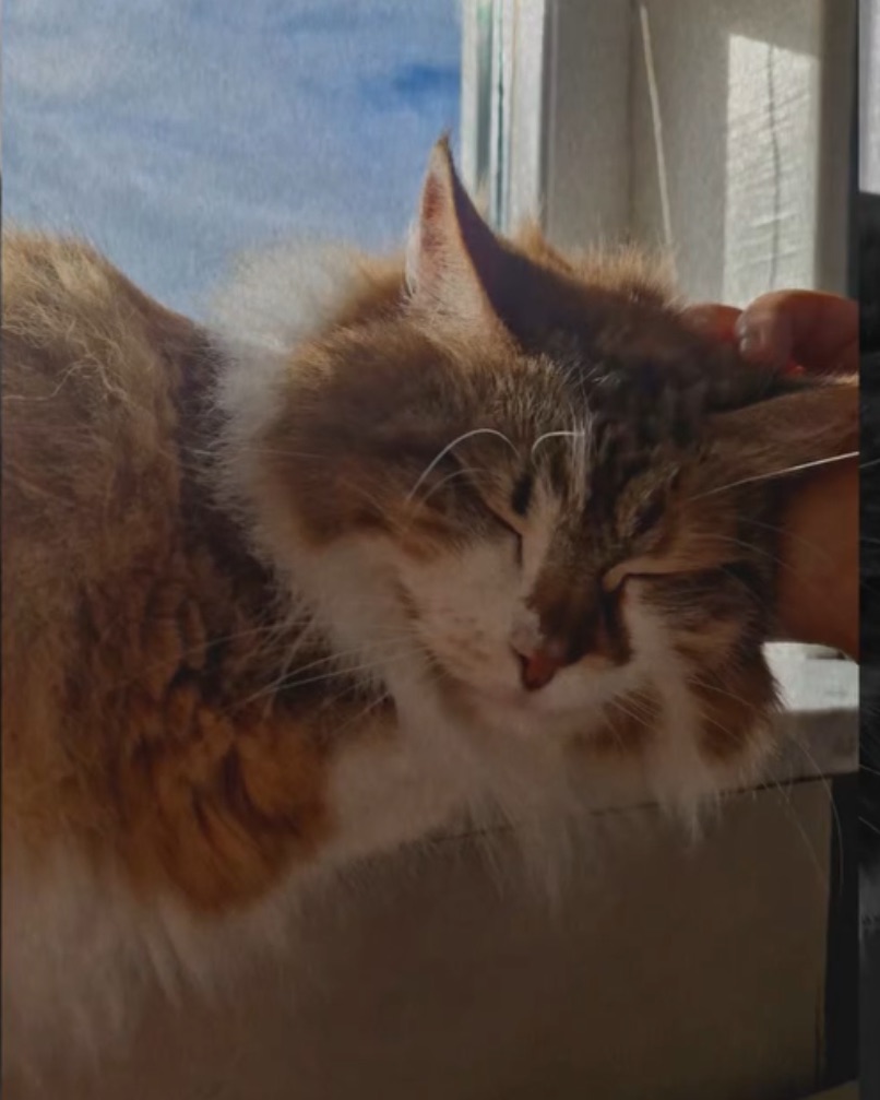 Sibirisk katt Himalia